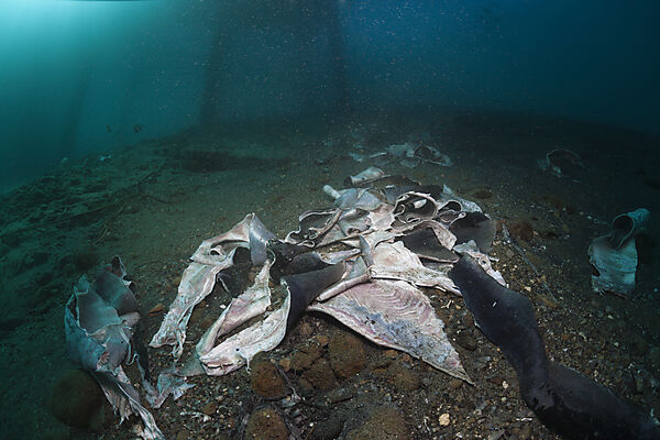 Fischabfaelle unter Bootssteg, Ambon, Molukken, Indonesien