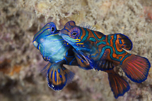 Paarung Mandarinfische, Synchiropus splendidus, Ambon, Molukken, Indonesien