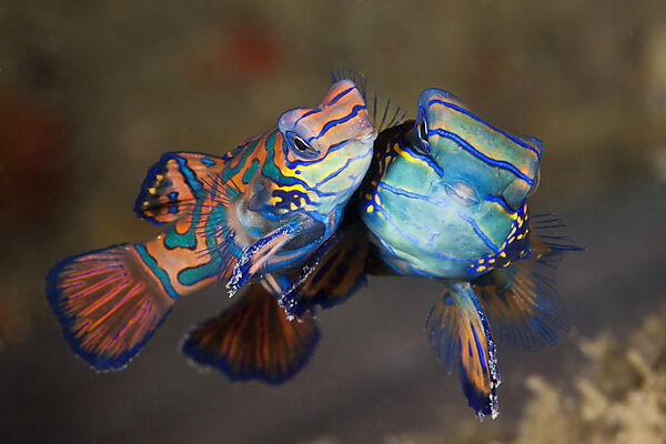 Paarung Mandarinfische, Synchiropus splendidus, Ambon, Molukken, Indonesien