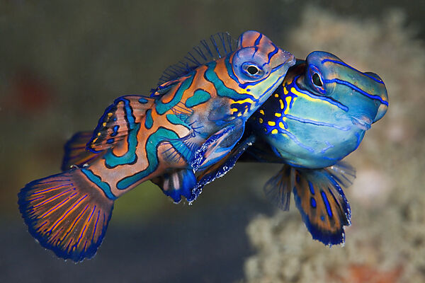 Paarung Mandarinfische, Synchiropus splendidus, Ambon, Molukken, Indonesien