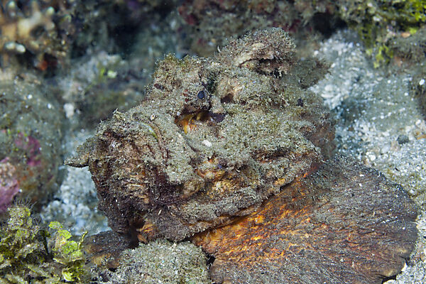 Estuarine Stonefish, Synanceia horrida, Ambon, Moluccas, Indonesia