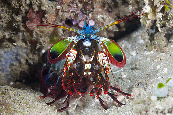 Fangschrecken-Schmetterkrebs, Odontodactylus scyllarus, Ambon, Molukken, Indonesien