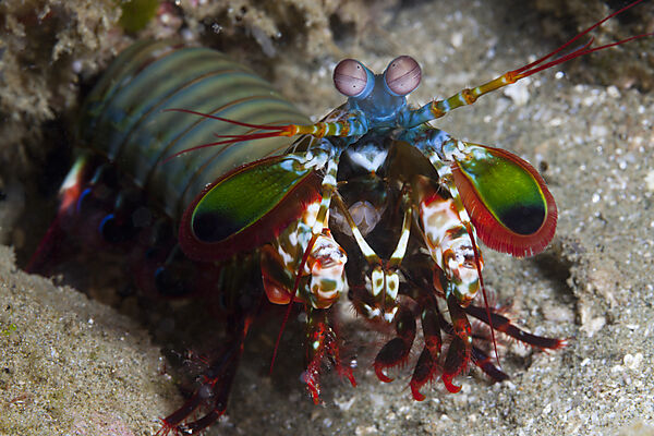 Fangschrecken-Schmetterkrebs, Odontodactylus scyllarus, Ambon, Molukken, Indonesien