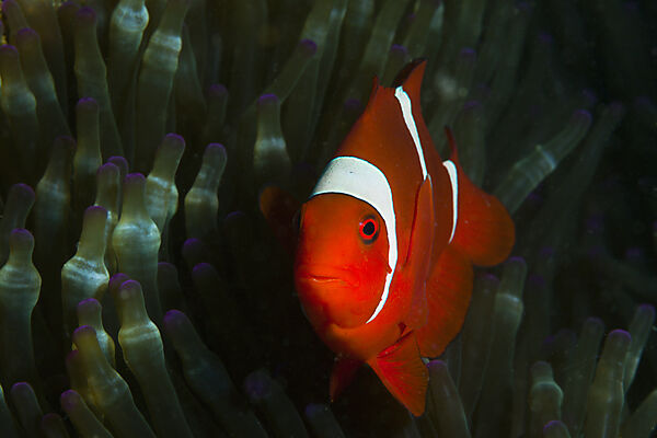 Stachel-Anemonenfisch, Premnas aculeatus, Ambon, Molukken, Indonesien