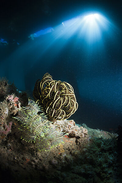 Federstern unter BootsSteg, Mole, Pier, anlegesteg, Comanthina sp., Ambon, Molukken, Indonesien