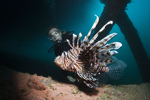 Diver and Lionfish under a Jetty, Pterois volitans, Ambon, Moluccas, Indonesia