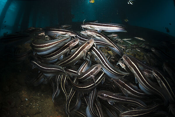 Striped Eel Catfish under a Jetty, Plotosus lineatus, Ambon, Moluccas, Indonesia