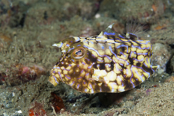 Thornback Boxfish, Lactoria fornasini, Ambon, Moluccas, Indonesia