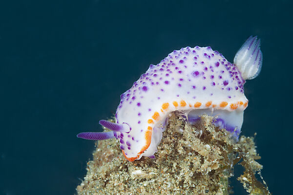 Prachtsternschnecke, Nacktschnecke, Mexichromis multituberculata, Ambon, Molukken, Indonesien