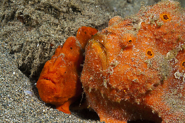 Pair of orange Spotted Frogfish, Antennarius pictus, Ambon, Moluccas, Indonesia