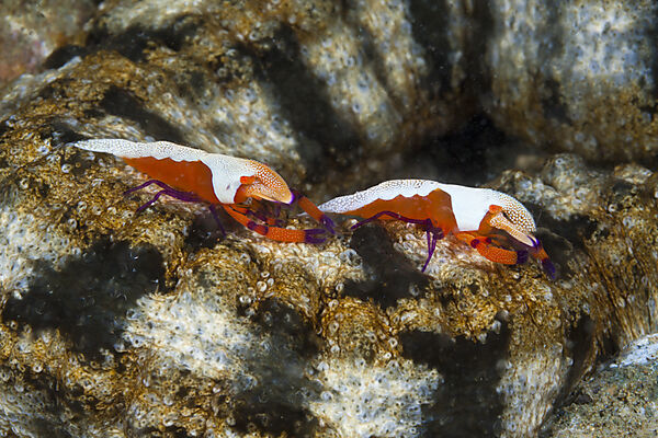 Paar Imperator-Garnelen, Periclimenes imperator, Ambon, Molukken, Indonesien