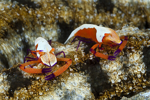 Paar Imperator-Garnelen, Periclimenes imperator, Ambon, Molukken, Indonesien