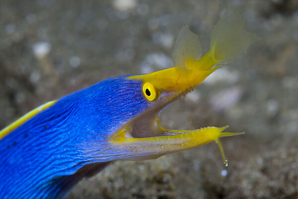 Geister-Muraene, Rhinomuraena quaesita, Ambon, Molukken, Indonesien