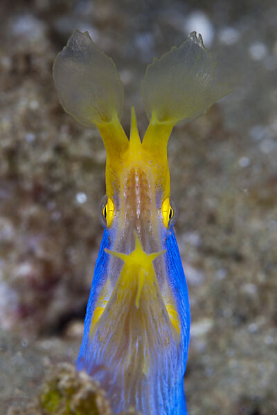 Geister-Muraene, Rhinomuraena quaesita, Ambon, Molukken, Indonesien