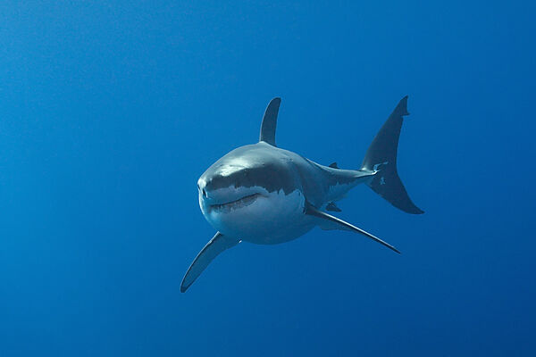 Great White Shark, Carcharodon carcharias, Neptune Islands, Australia