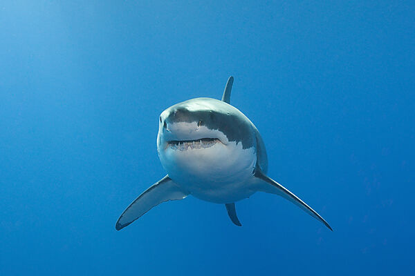 Great White Shark, Carcharodon carcharias, Neptune Islands, Australia