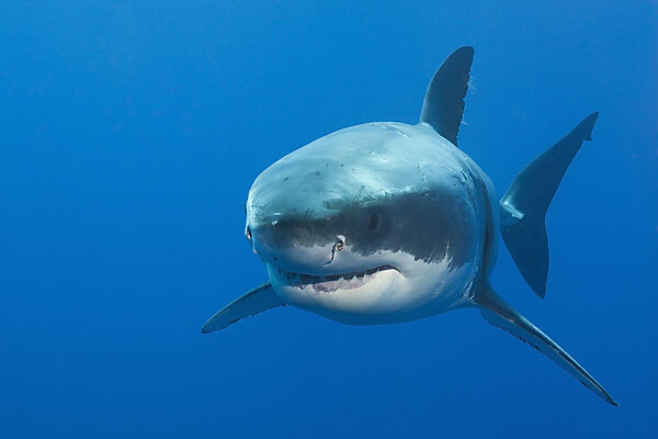 Great White Shark, Carcharodon carcharias, Neptune Islands, Australia