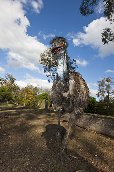 Grosser Emu, Dromaius novaehollandiae, Brisbane, Australien