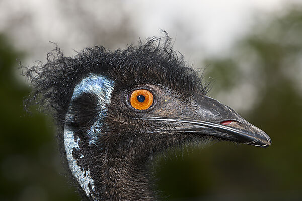 Grosser Emu, Dromaius novaehollandiae, Brisbane, Australien