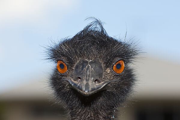 Grosser Emu, Dromaius novaehollandiae, Brisbane, Australien