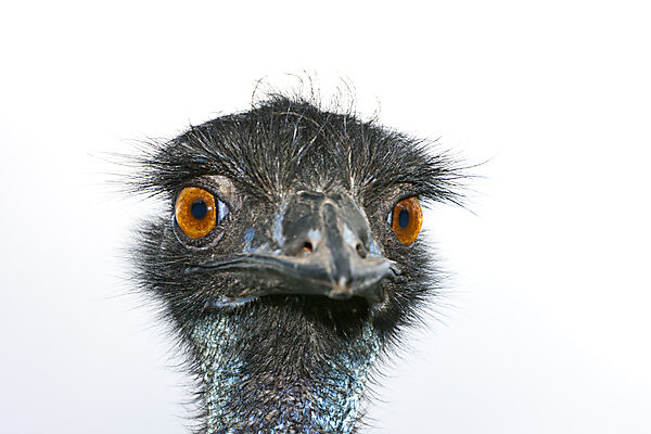 Grosser Emu, Dromaius novaehollandiae, Brisbane, Australien