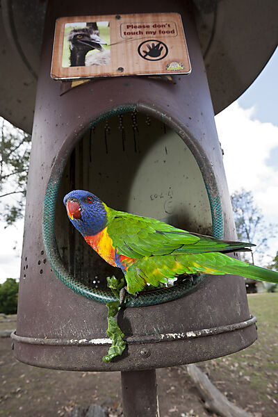 Gebirgs-Allfarblori, Regenbogen-Lori, Trichoglossus haematodus moluccanus, Brisbane, Australien