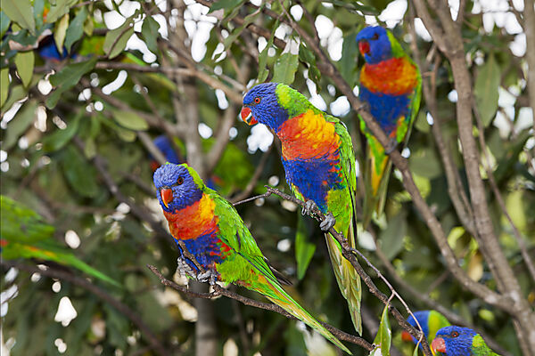 Gebirgs-Allfarblori, Regenbogen-Lori, Trichoglossus haematodus moluccanus, Brisbane, Australien