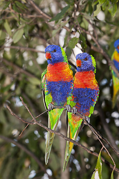 Gebirgs-Allfarblori, Regenbogen-Lori, Trichoglossus haematodus moluccanus, Brisbane, Australien