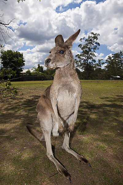 Eastern Grey Kangaroo, Macropus giganteus, Brisbane, Australia