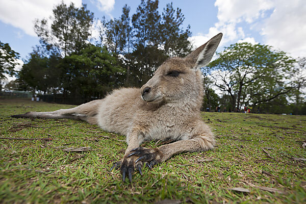 Eastern Grey Kangaroo, Macropus giganteus, Brisbane, Australia