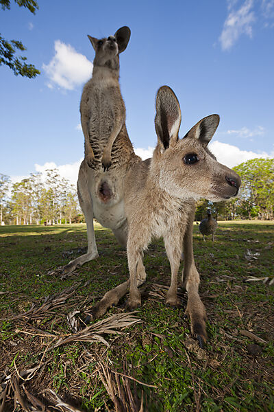 Eastern Grey Kangaroo, Macropus giganteus, Brisbane, Australia