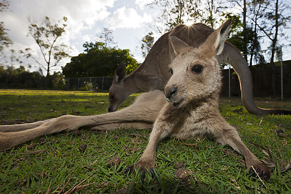 Eastern Grey Kangaroo, Macropus giganteus, Brisbane, Australia