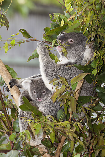 Koala, Mother and Joey, Phascolarctos cinereus, Brisbane, Australia
