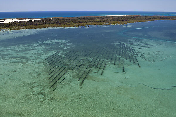 Austernzucht vor Moreton Island, Brisbane, Australien