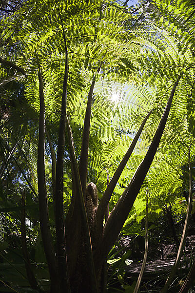 Baumfarn im Botanischen Stadtpark, Cyatheales, Brisbane, Australien