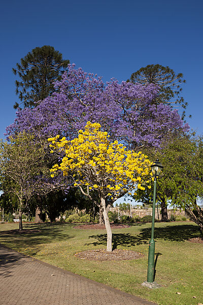 Jacaranda Baum in Bluete, Jacaranda sp., Brisbane, Australien