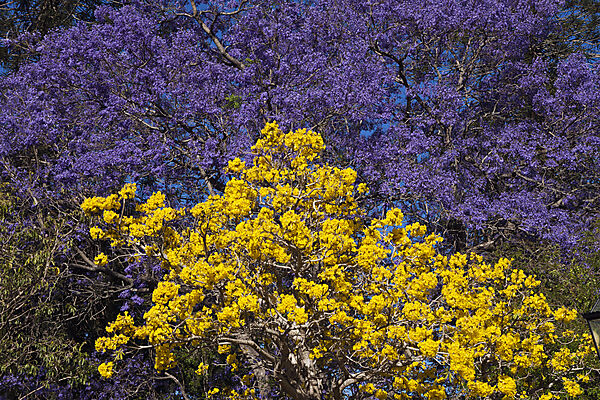 Jacaranda Baum in Bluete, Jacaranda sp., Brisbane, Australien
