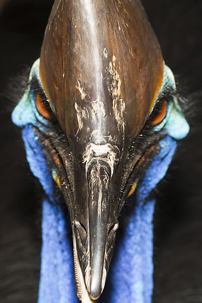 Helmkasuar, Casuarius casuarius, Queensland, Australien