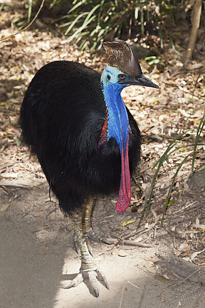 Helmkasuar, Casuarius casuarius, Queensland, Australien