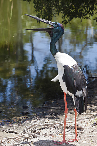 Riesenstrorch, Ephippiorhynchus asiaticus, Queensland, Australien