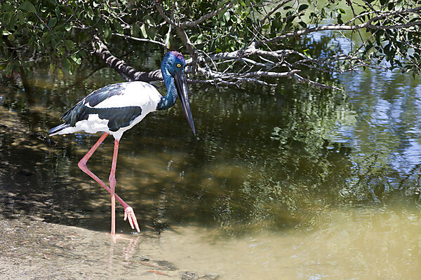 Riesenstrorch, Ephippiorhynchus asiaticus, Queensland, Australien