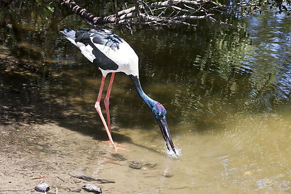 Riesenstrorch, Ephippiorhynchus asiaticus, Queensland, Australien