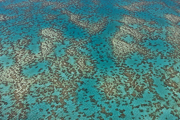 Luftaufnahme Grosses Barriere Riff, Queensland, Australien