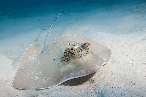 Kuhls Stingray, Neotrygon kuhlii, Great Barrier Reef, Australia