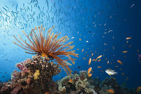 Riff mit Federstern und Korallenfischen, Great Barrier Reef, Australien