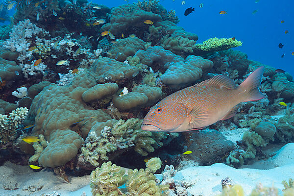 Leopard-Forellenbarsch im Riff, Plectropomus leopardus, Great Barrier Reef, Australien