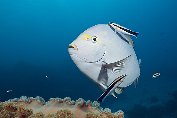 Grauer Doktorfisch wird von Putzerfisch gereinigt, Acanthurus mata, Great Barrier Reef, Australien