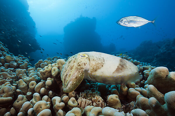 Breitkeulen-Sepie, Sepia latimanus, Great Barrier Reef, Australien