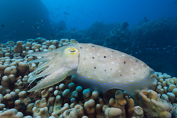 Breitkeulen-Sepie, Sepia latimanus, Great Barrier Reef, Australien