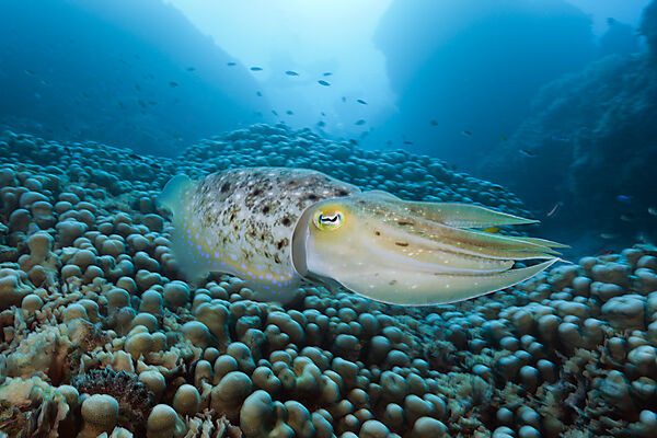 Breitkeulen-Sepie, Sepia latimanus, Great Barrier Reef, Australien